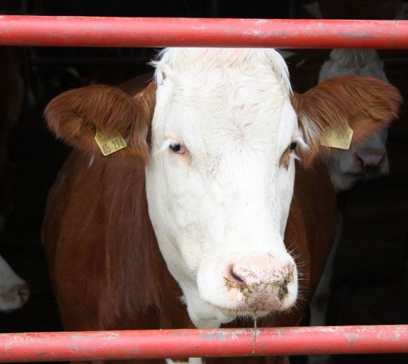 Как вырастить высокопродуктивную корову | Интернет-портал «Вятская Губерния»